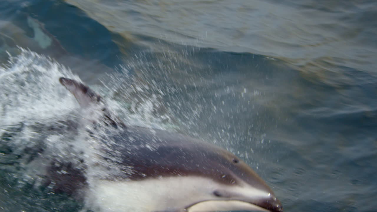 Dolphins playfully jumping out of water, surfacing to get air