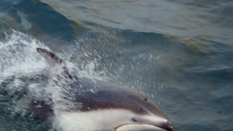 dolphins playfully jumping out of water, surfacing to get air