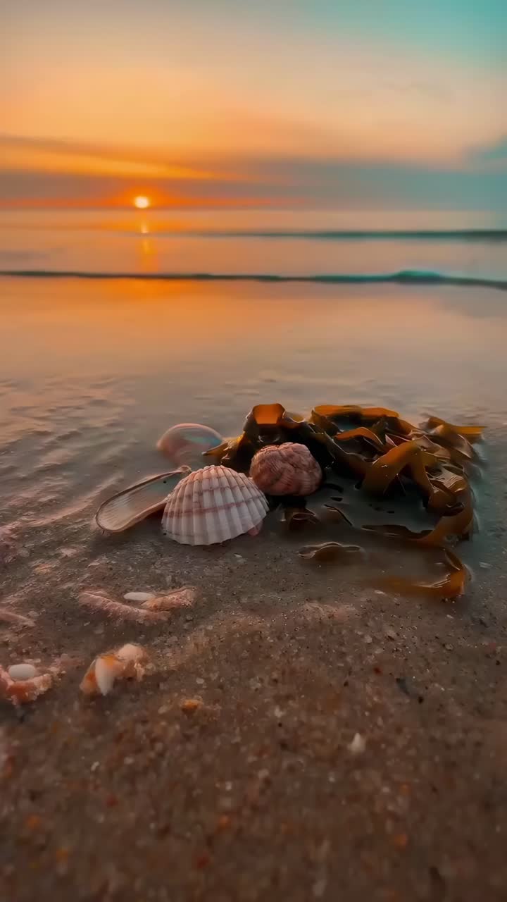 Ocean Waves Wash Over Seashells and Seaweed on Sandy Beach at Sunset