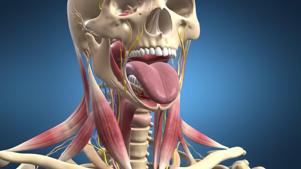Detailed Anatomical View of the Human Skull and Neck Structure, Highlighting Muscles and Nerves Involved in Tongue and Throat Functionality