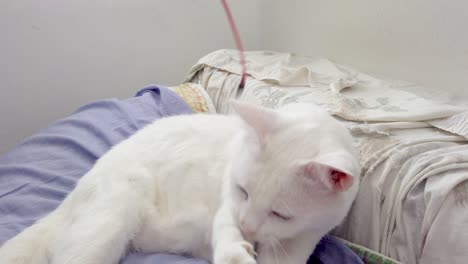 white cat with a red collar, plays with a headphone cord, on some cushions.