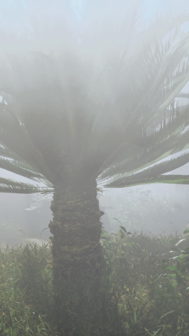 Misty tropical landscape with palm trees in a lush garden during the morning