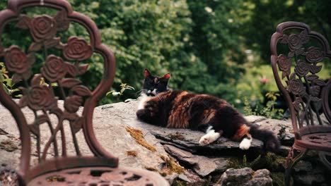 a fluffy cat naps peacefully on a sun-warmed outdoor table.