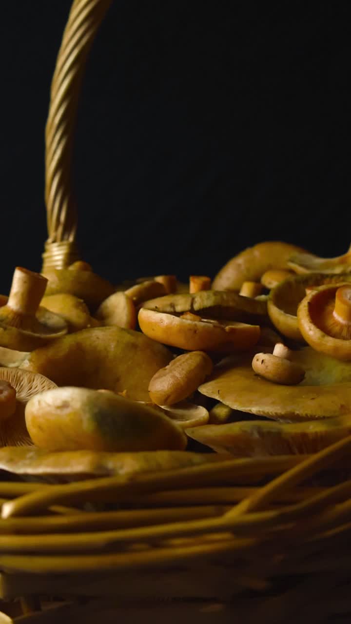 Video cinematografico ravvicinato di splendidi funghi Lattario sanguifluo dorati appena raccolti in una foresta e in un tradizionale cesto intrecciato vintage, su uno sfondo nero da studio