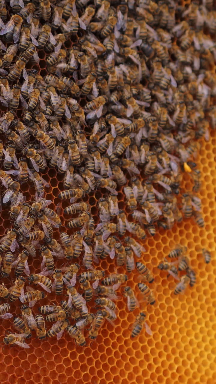 Working bees on honeycomb. Frames of a bee hive. Apiculture Vertical video