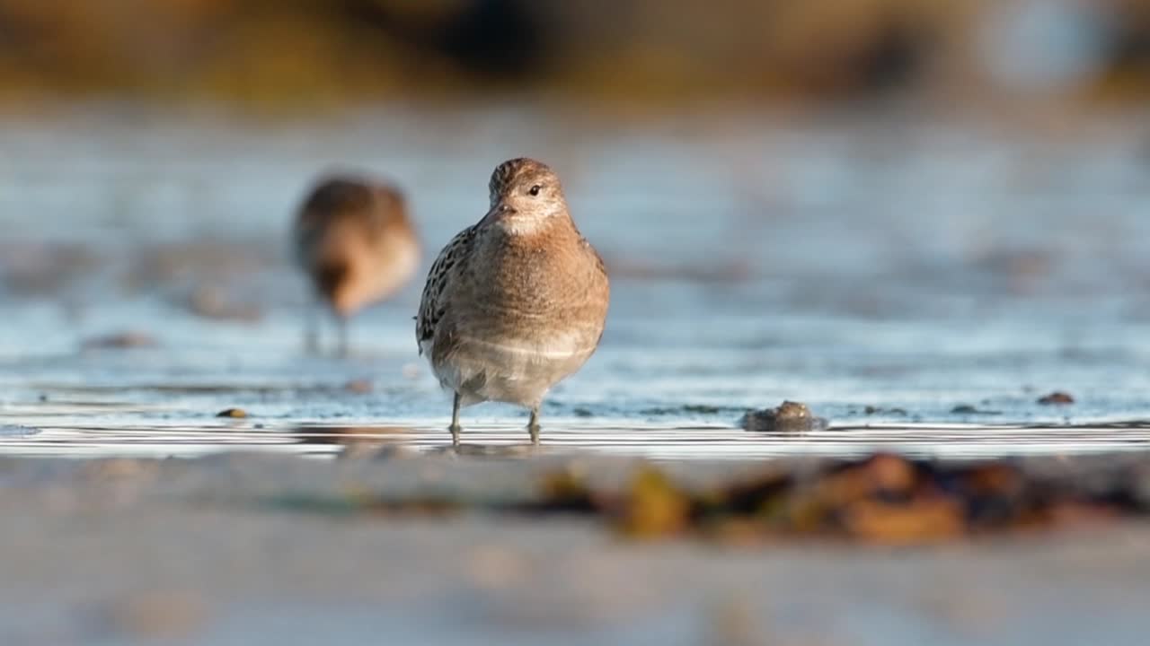 Ruff (Calidris pugnax) foraging in a puddle in Norway