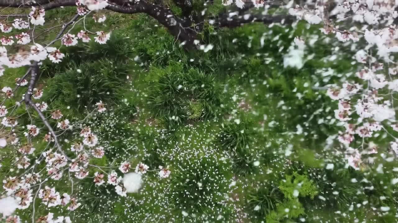 A Serene Spring Blossom Experience: Captivating Cherry Blossoms in Full Bloom Surrounded by a Carpet of Petals, Evoking Nature's Breathtaking Beauty