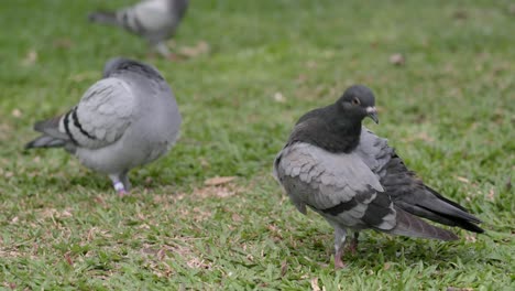 duif op het gras