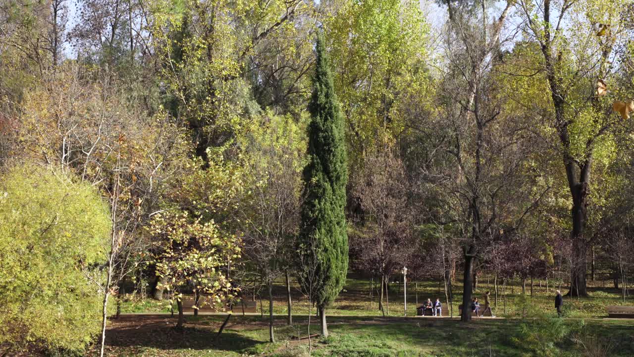 화창한 날 가을의 녹색 노란색에 나무 숲이 있는 조용한 공원에서 산책을 즐기는 사람들