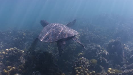 tortuga marina bajo el agua