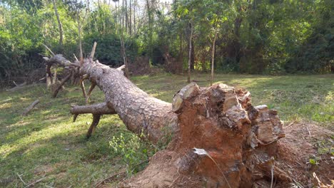 Captura-De-Pantalla-De-Un-Gran-Tronco-De-árbol-Talado-Talado-En-Un-Patio-Boscoso-Verde