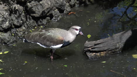 southern lapwing pecking at a log in shallow river