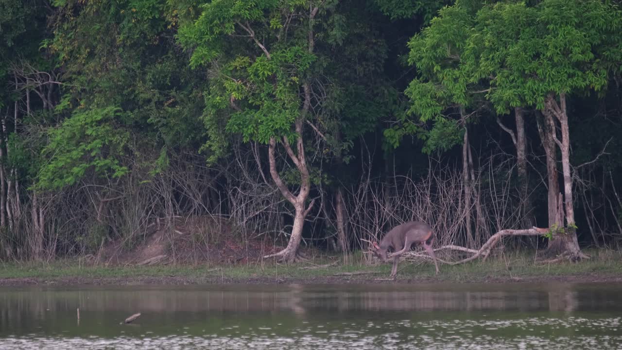 왼쪽을 향하고 몸을 구부려 왼쪽 뒷발굽으로 머리를 긁는다.