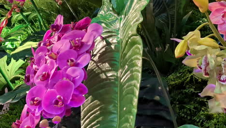 Close-up-of-purple-and-yellow-colored-flowers-on-a-sunny-day