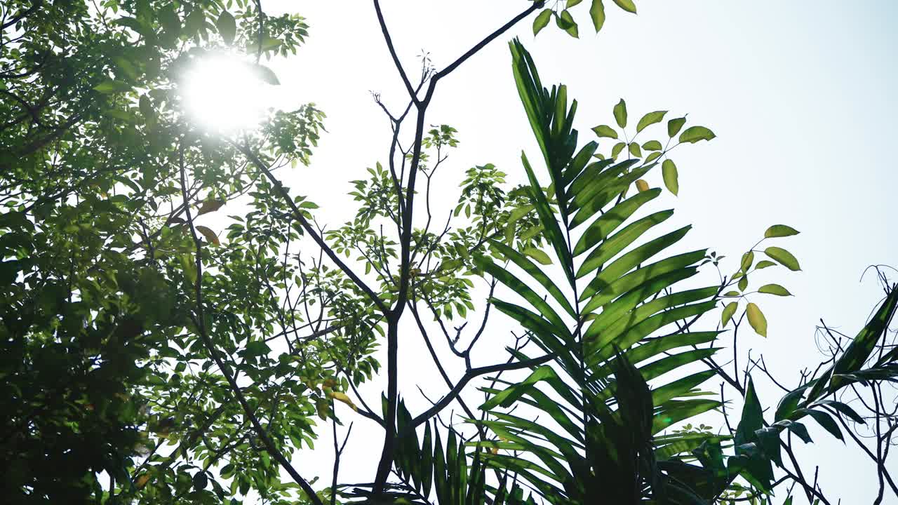 나가지와 잎을 통해 보이는 빛 4k 형식