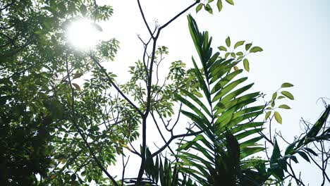 la luz del sol vista a través de las ramas las hojas. formato 4k