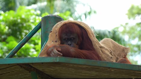 orangutan wrapped in burlap resting on a platform
