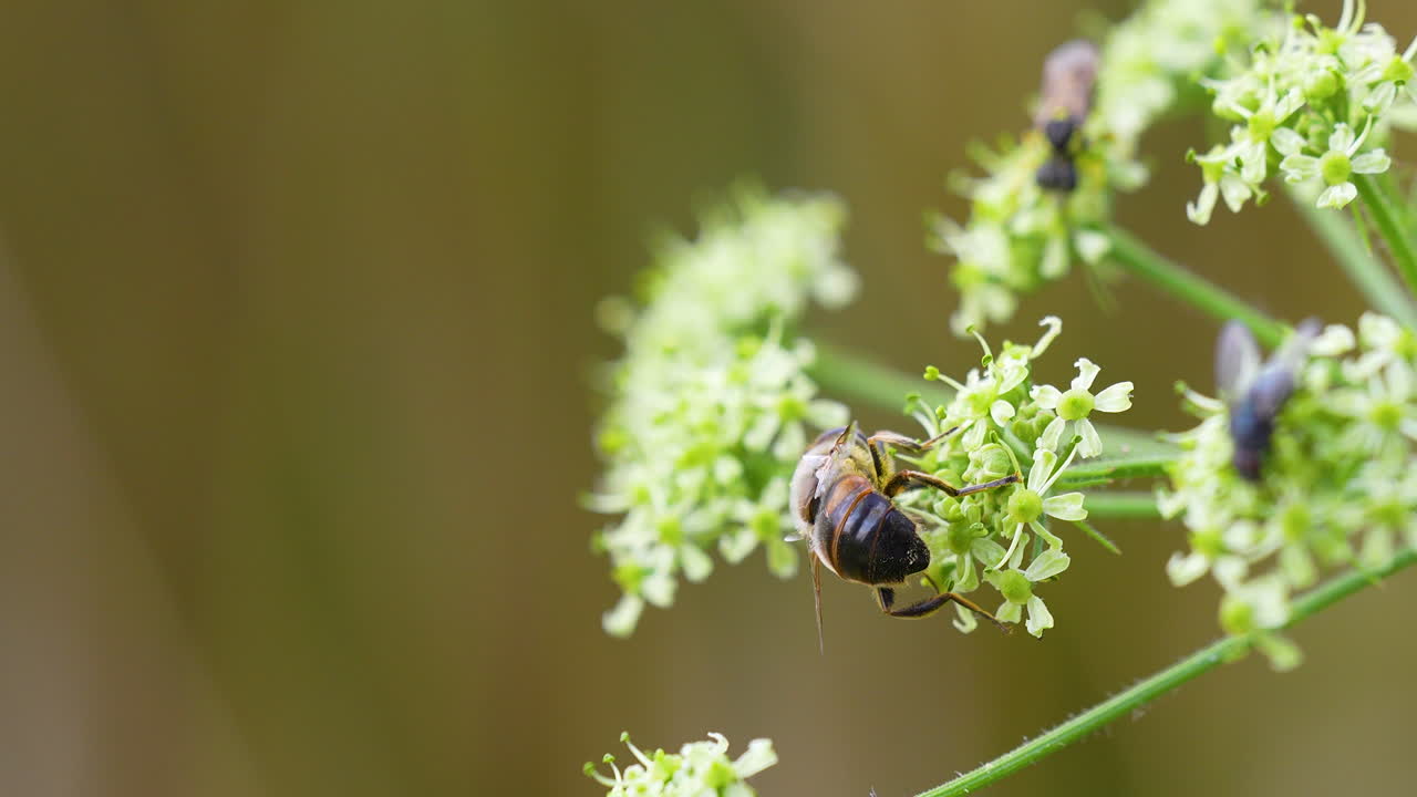 Macro view of a bee feeding on tiny greenish-white flowers, pollination scene in nature