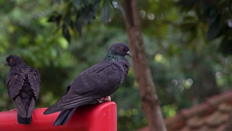 Primer-Plano-De-La-Paloma-Negra-Encaramada-En-Una-Superficie-Roja-En-El-Jardín-Con-Un-Espacio-De-Copia