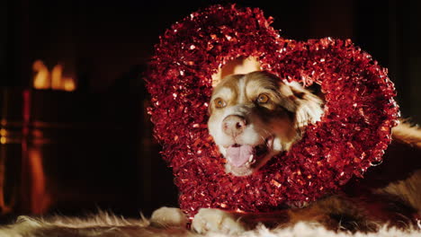 Dog-With-A-Heart-Shaped-Decoration-Is-Lady-On-The-Floor-By-The-Fireplace