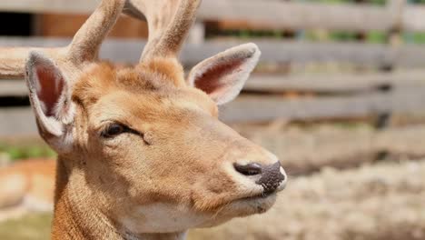 the reindeer rehabilitation farm is one of the largest species of deer the reindeer rehabilitation farm is one of the largest species of deer forest animals of eurasia