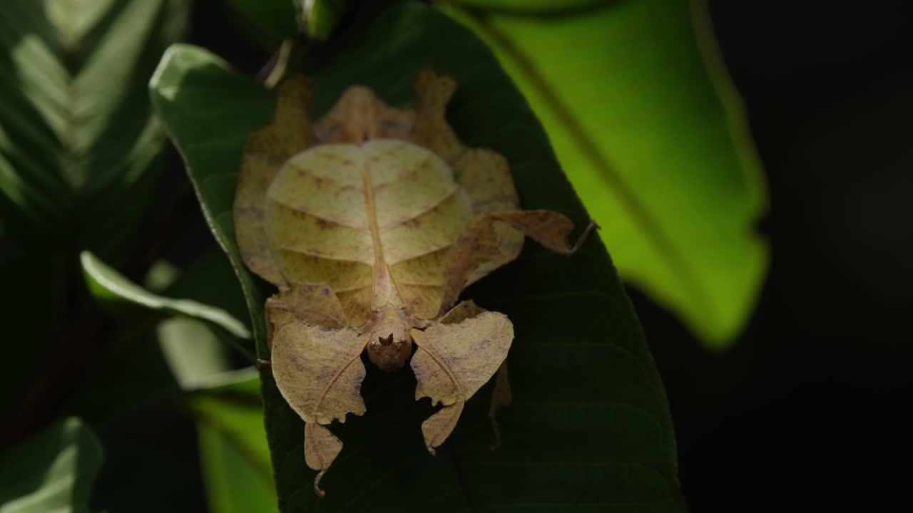 insecto de hoja javanés, phyllium pulchrifolium, hembra, forma amarilla, imágenes de 4k