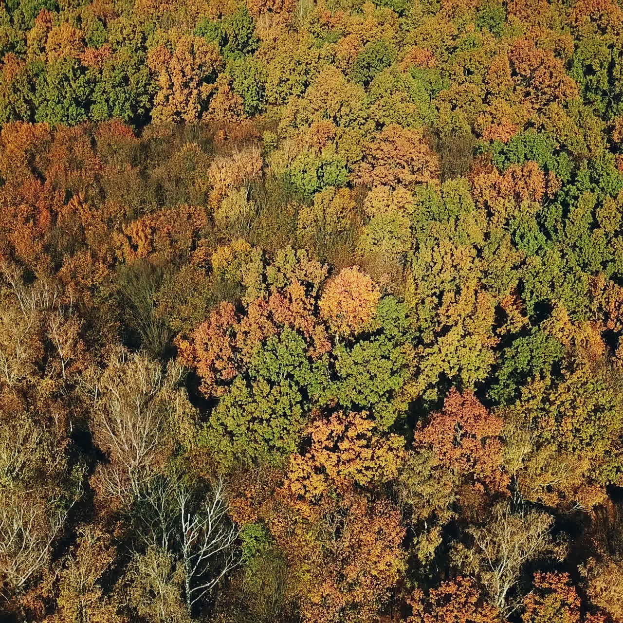 Drone shot aerial forest high angle overfly sunny colorful autumn forest. Autumn color forest in a sunny day. Camera moves top down