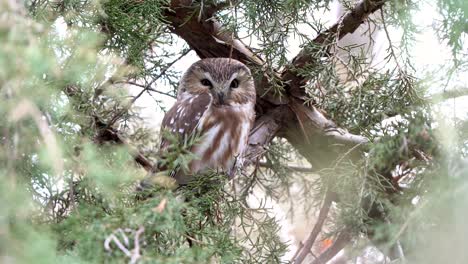 a resting northern saw whet owl peers out from its perch