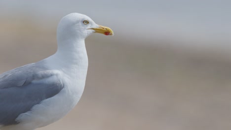 a single seagull remains stationary on a blurred sandy beach, captured in soft daylight with minimal camera movement and shallow depth of field