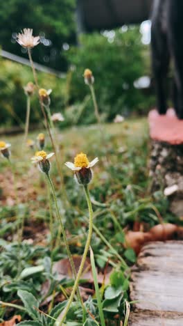 small white and yellow flowers in a garden