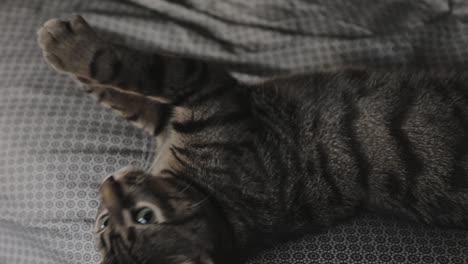 Domestic-Cat-On-The-Blanket-While-Playing---Closeup-Shot