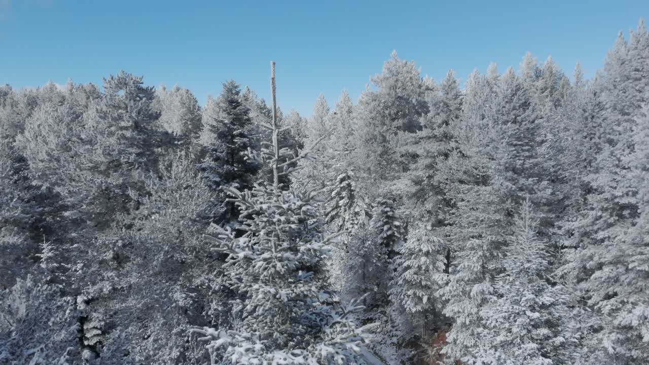 도 눈 인 소나무 꼭대기 밀집한 겨울 배경 산 숲 빛 날