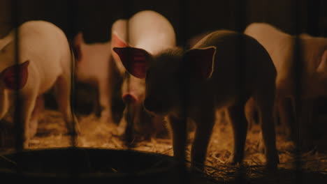 piglets in a barn