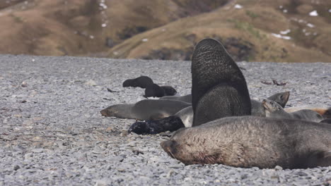 Antarctic-Fur-Seal-With-Pup-and-Newborn-Baby-on-Beach-on-Sunny-Day,-Slow-Motion