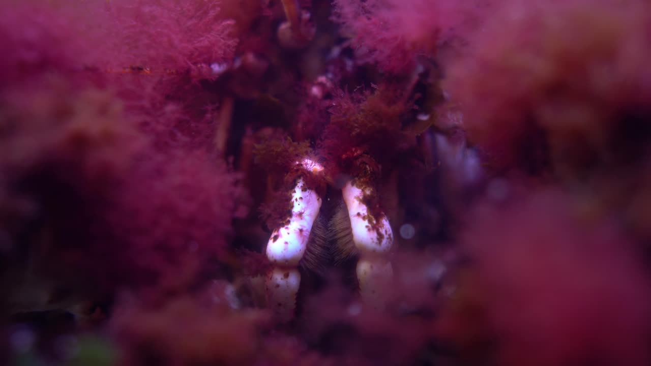 el cangrejo rey rojo, paralithodes camtschaticus