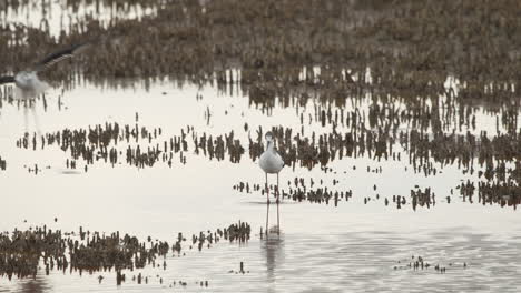 Close-up-of-Stilt-Walker-on-the-hunt-in-swamp