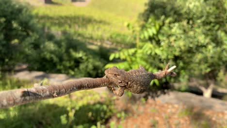 tiro frontal pov de lagarto de valla en una rama