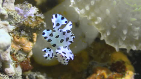 Barramundi-Juvenil-Nadando-Cabeza-Abajo-Y-Realizando-Movimientos-De-Baile-Cerca-De-Un-Arrecife-De-Coral-En-El-Indo-pacífico