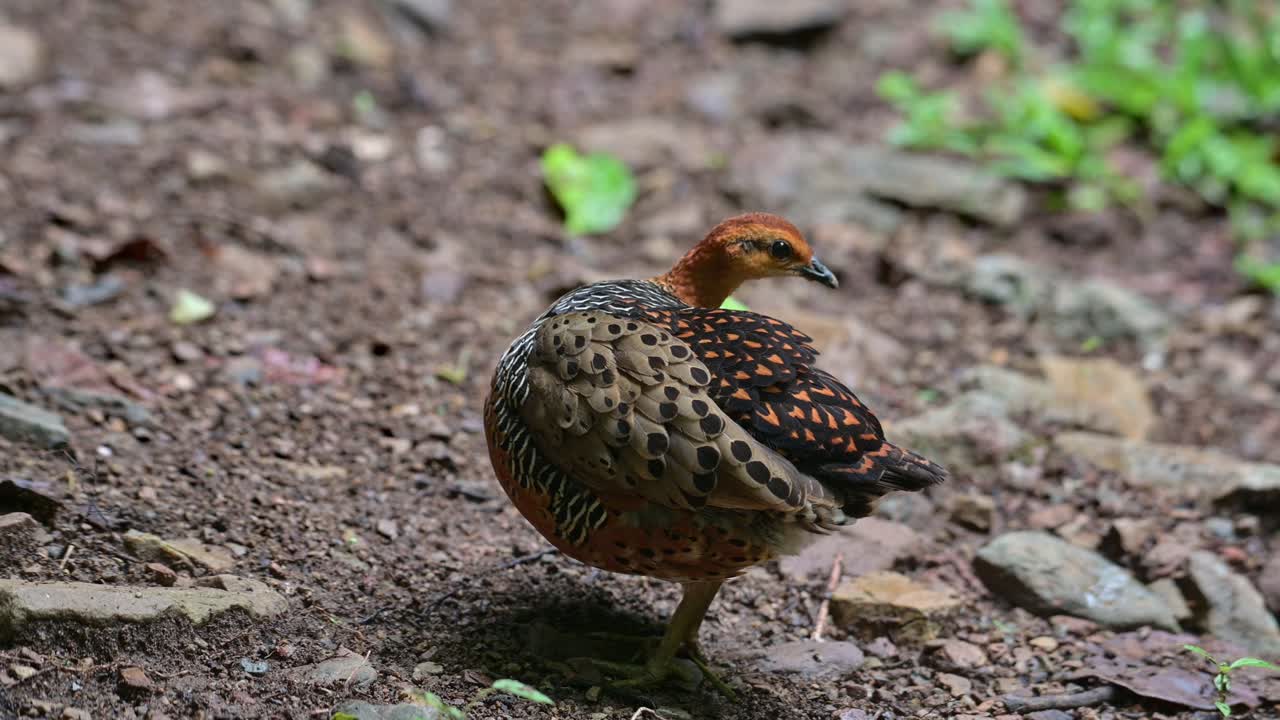숲에서 볼 수 있는 것처럼 오른쪽 털과 날개를 고 있는, 태국