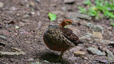 Acicalándose-Las-Plumas-Y-El-Ala-Del-Lado-Derecho-Como-Se-Ve-En-El-Bosque,-Perdiz-Ferruginosa-Caloperdix-Oculeus,-Tailandia