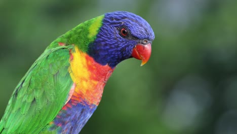 colorful lorikeet interacting and flying in nature