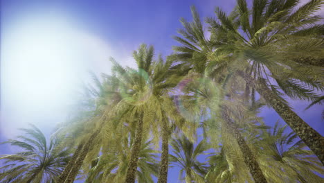 tall palm trees rise towards a vibrant blue sky bathed in sunlight