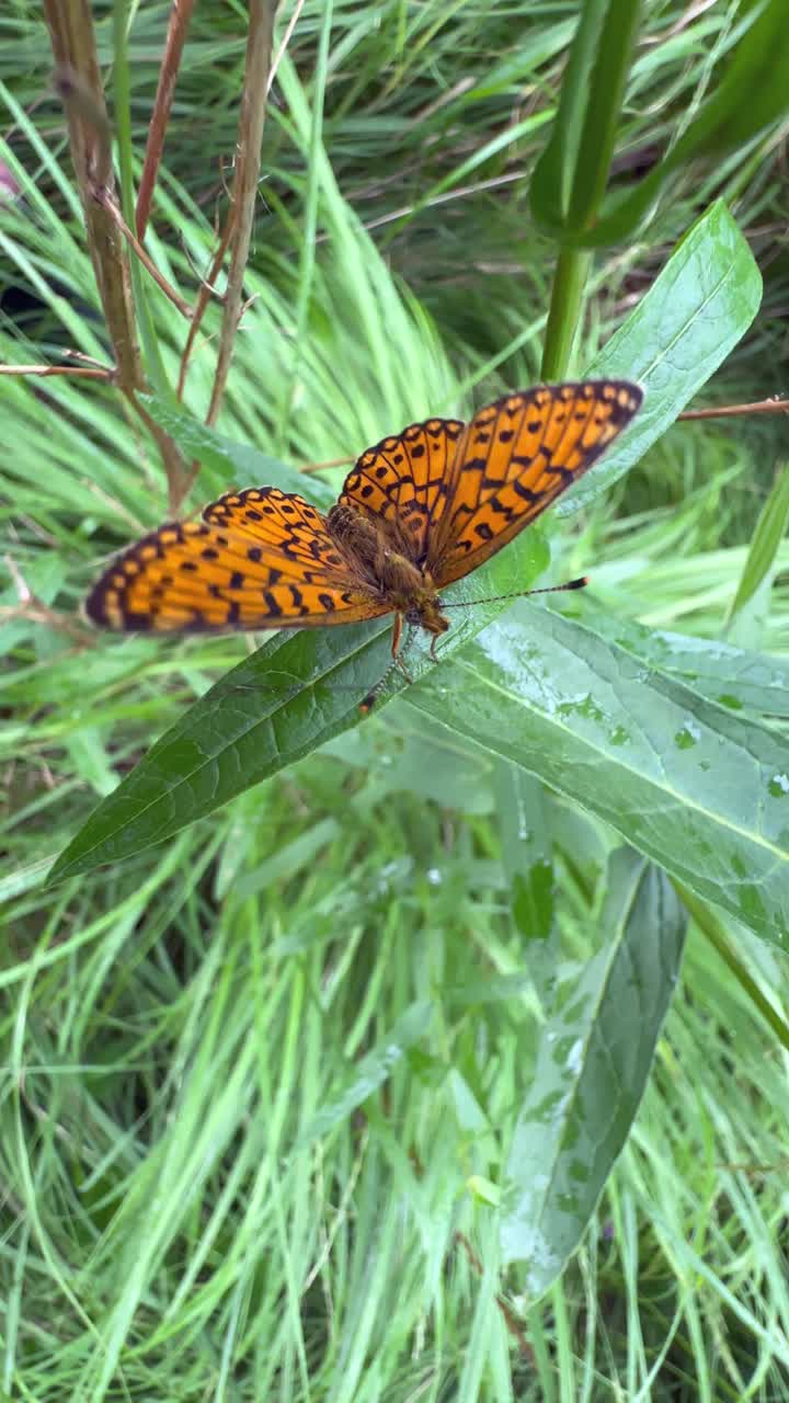 Small pearl-bordered fritillary (Boloria selene) butterfly flapping on a blade of grass, Saaremaa, Estonia