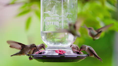 multiple hummingbirds feeding at a nectar feeder