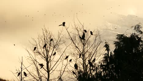 Silhouette-shot-of-dozens-of-American-Crow-birds-perched-on-a-drying-tree-branch