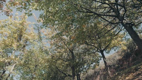 wide tilt upshot of a beautiful green park during autumn, natural light