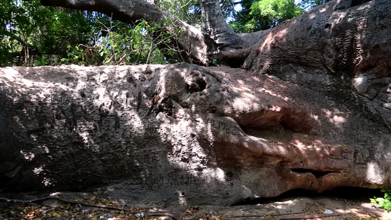 toma panorámica de grandes raíces de árboles baobab y tronco en forma de cocodrilo en zanzíbar, tanzania