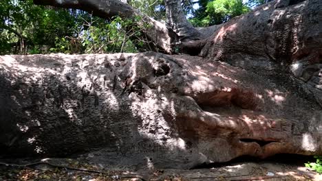 Panning-shot-of-large-Baobab-tree-roots-and-crocodile-shape-trunk-in-Zanzibar,-Tanzania