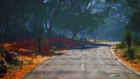 beautiful tree lined road in the tunnel of trees