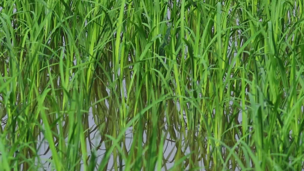 Detailed view of vibrant rice plants with a backdrop of distant hills and lush greenery.